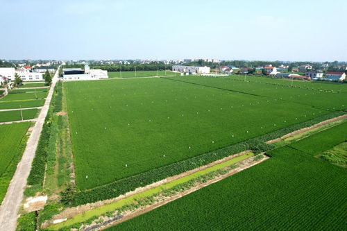 院士牽手優質品種與栽培良法，助力稻米產業高質量發展