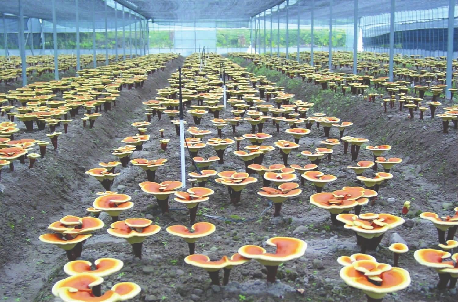 靈芝合作種植技術指導 攜手武漢澤潤鑫聚農業科技，共享豐收成果