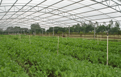 種植蔬菜的常識技術 從入門到精通的現代農業指南