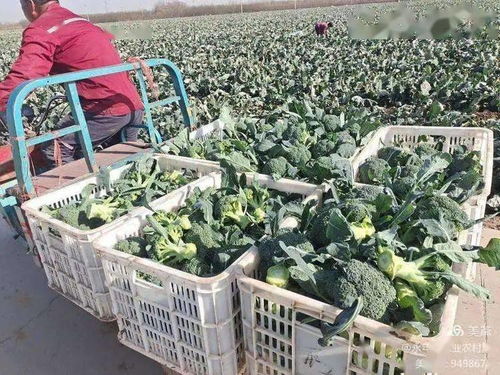 培育蔬菜種植典型，示范帶動種植結構調整與技術創新