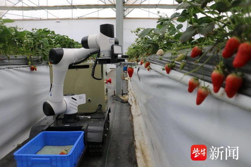 南農大研發的采草莓機器人 24小時不休息，農業科技的跨界改變
