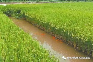 稻漁綜合種養規范發展與農業技術雙驅聯動路徑分析